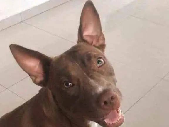 Cachorro ra a Pitbull  idade 7 a 11 meses nome Rita