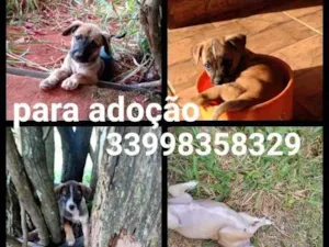 Cachorro raça Sem Raça Definida idade Abaixo de 2 meses nome Amorinhos