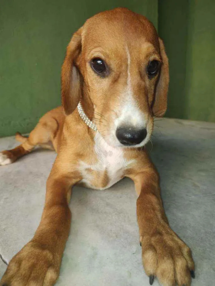 Cachorro ra a SRD idade 2 a 6 meses nome Brenda