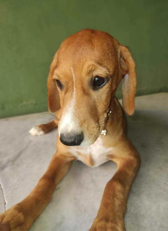 Cachorro ra a SRD idade 2 a 6 meses nome Brenda