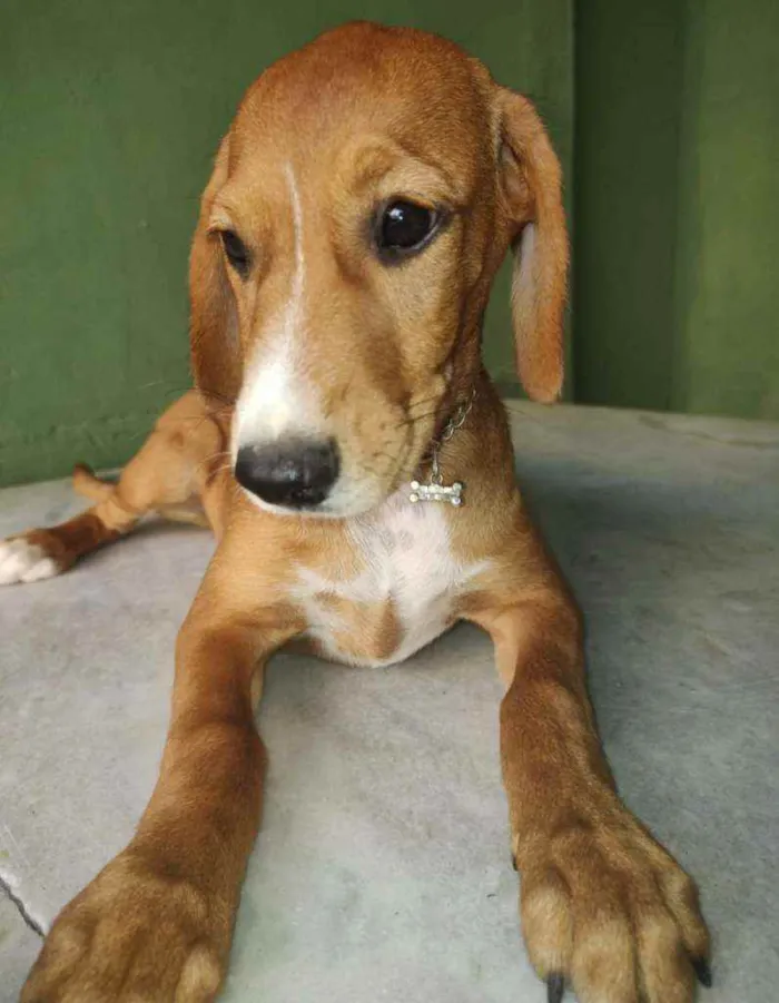 Cachorro ra a SRD idade 2 a 6 meses nome Brenda