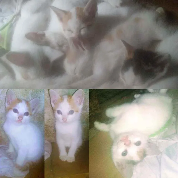 Gato ra a  idade Abaixo de 2 meses nome Filhotes