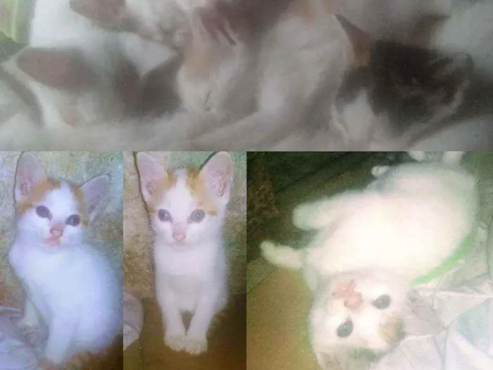 Gato ra a  idade Abaixo de 2 meses nome Filhotes