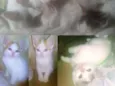 Filhotes
