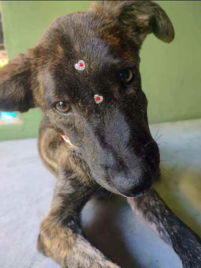 Cachorro ra a SRD idade 2 a 6 meses nome Spartacus 