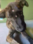 Spartacus