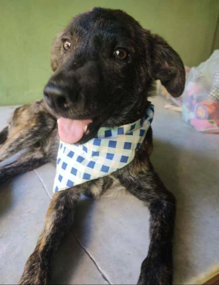 Cachorro ra a SRD idade 2 a 6 meses nome Spartacus 