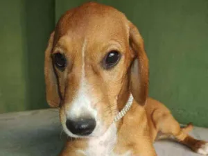 Cachorro raça SRD idade 2 a 6 meses nome Brenda