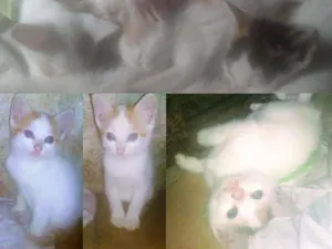Gato raça  idade Abaixo de 2 meses nome Filhotes
