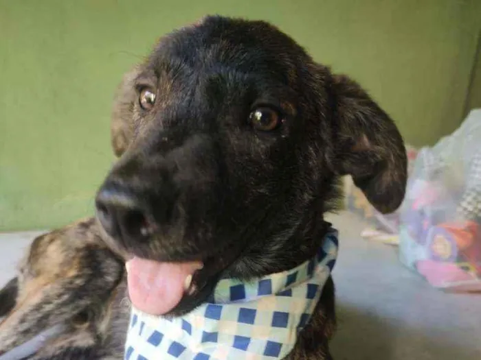 Cachorro ra a SRD idade 2 a 6 meses nome Spartacus 