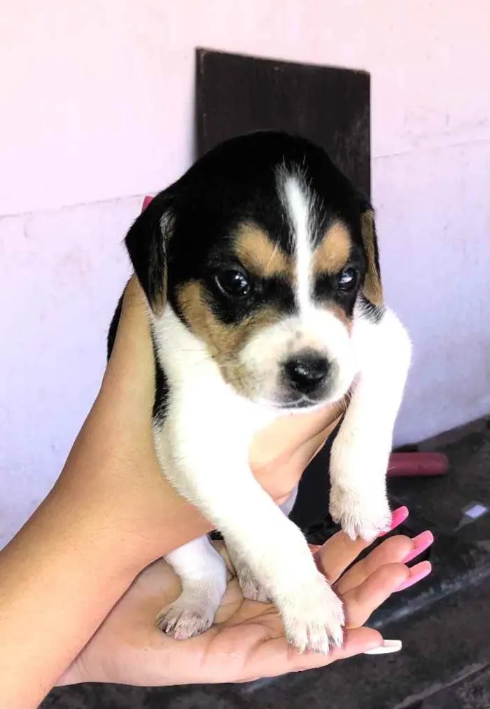 Cachorro ra a Vira-lata idade 2 a 6 meses nome Não tem