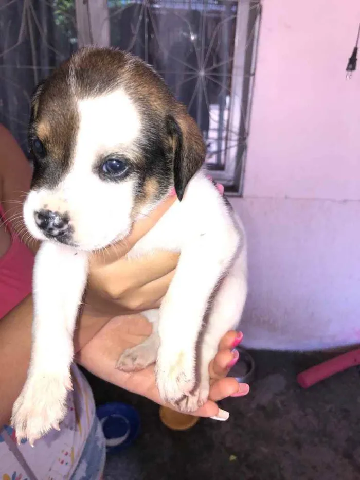 Cachorro ra a  idade 2 a 6 meses nome Não tenho 