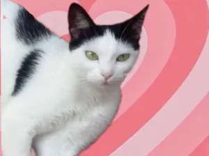 Gato raça Srd idade 1 ano nome Cherry 
