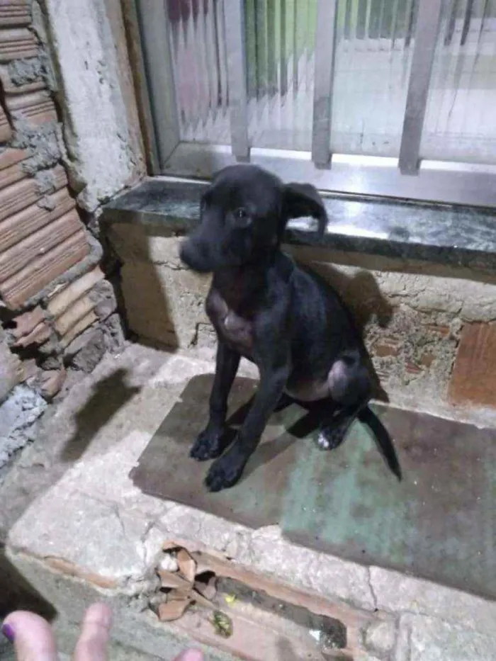 Cachorro ra a SRD idade 2 a 6 meses nome Malu