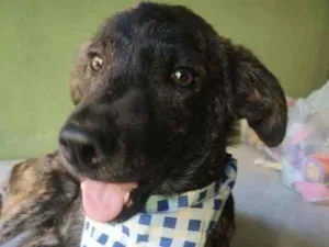 Cachorro raça SRD idade 2 a 6 meses nome Spartacus 