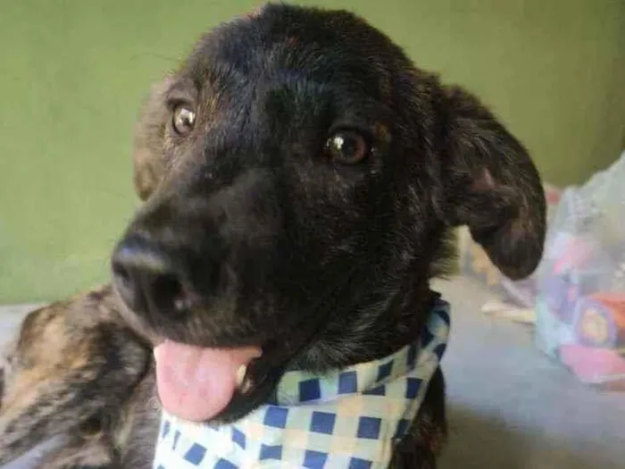 Cachorro ra a SRD idade 2 a 6 meses nome Spartacus 