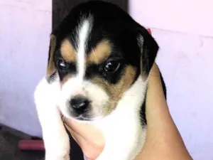 Cachorro raça Vira-lata idade 2 a 6 meses nome Não tem