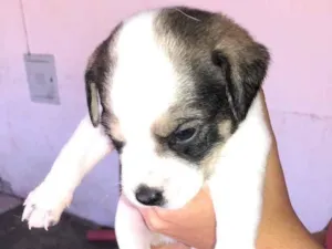 Cachorro raça  idade  nome Não tem