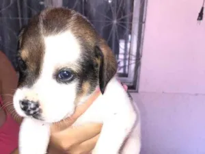 Cachorro raça  idade 2 a 6 meses nome Não tenho 