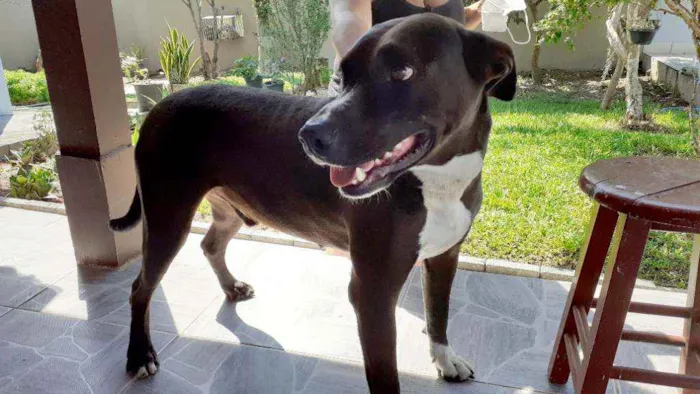 Cachorro ra a Indefinida idade 1 ano nome Simba