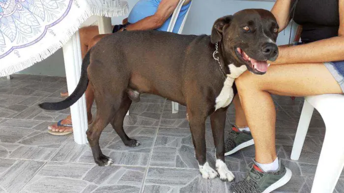 Cachorro ra a Indefinida idade 1 ano nome Simba