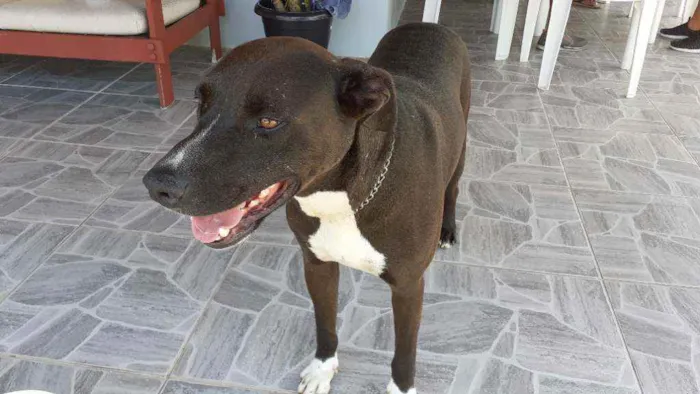 Cachorro ra a Indefinida idade 1 ano nome Simba