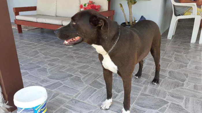 Cachorro ra a Indefinida idade 1 ano nome Simba