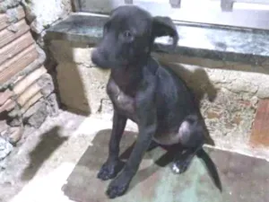 Cachorro raça SRD idade 2 a 6 meses nome Malu