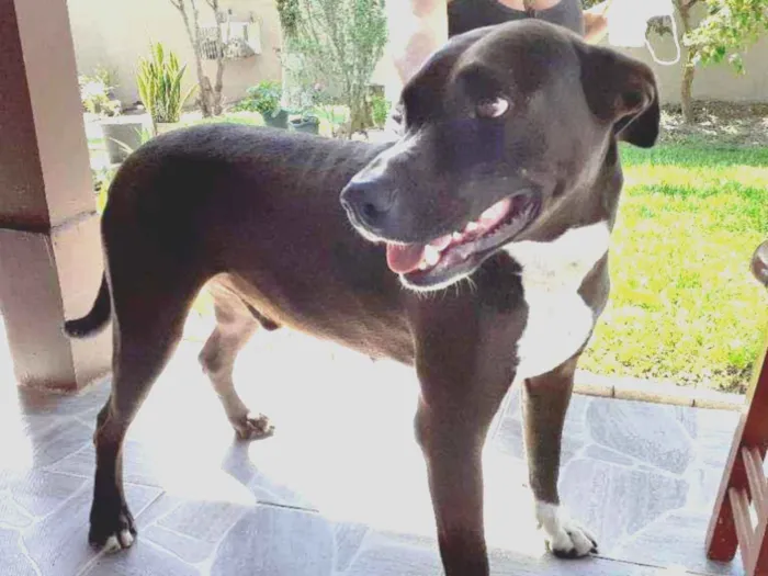 Cachorro ra a Indefinida idade 1 ano nome Simba