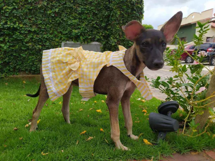 Cachorro ra a Srd idade 2 a 6 meses nome Sem nome ainda