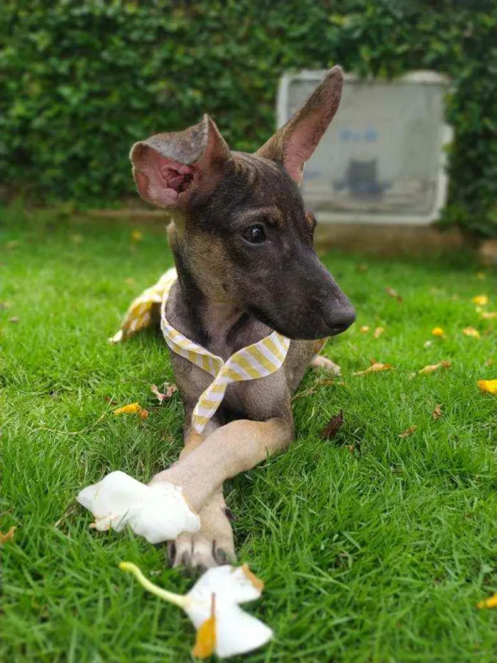 Cachorro ra a Srd idade 2 a 6 meses nome Sem nome ainda