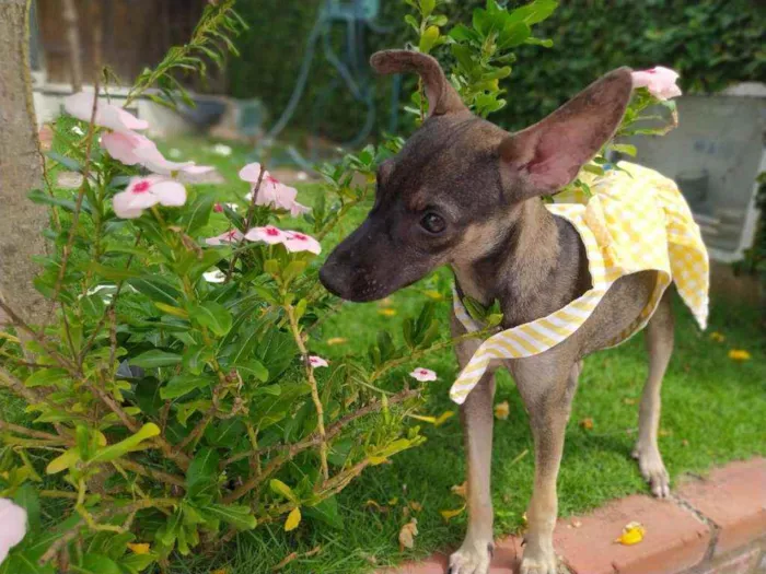 Cachorro ra a Srd idade 2 a 6 meses nome Sem nome ainda