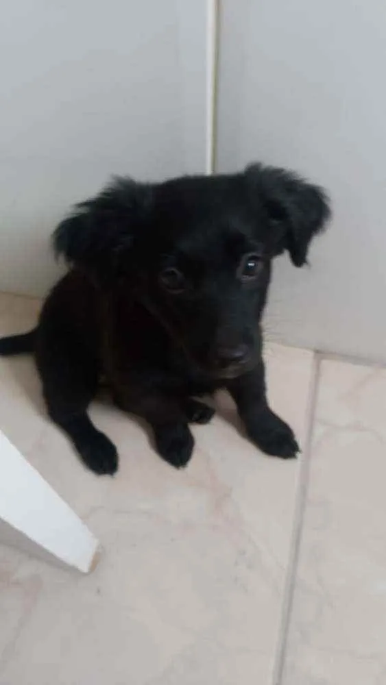 Cachorro ra a Sem raça definida  idade 2 a 6 meses nome Sem nome 