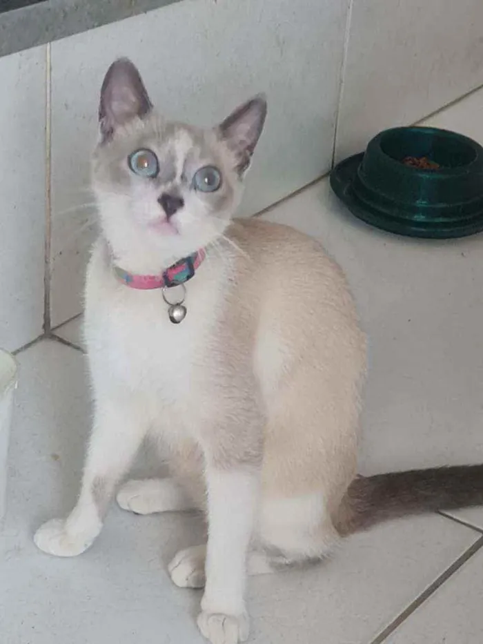 Gato ra a SRD idade 7 a 11 meses nome Charlote 