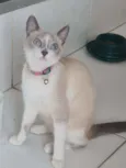 Charlote
