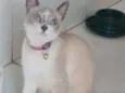 Charlote
