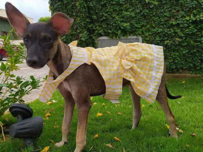 Cachorro ra a Srd idade 2 a 6 meses nome Sem nome ainda