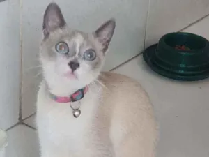 Gato raça SRD idade 7 a 11 meses nome Charlote 