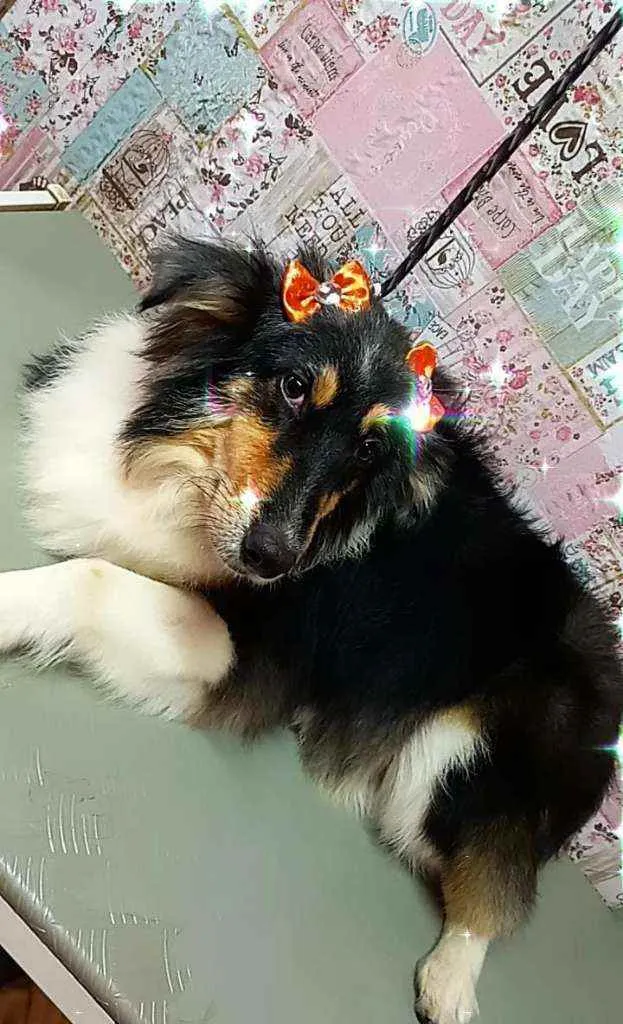 Cachorro ra a SRD idade 3 anos nome Cora