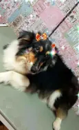 Cora
