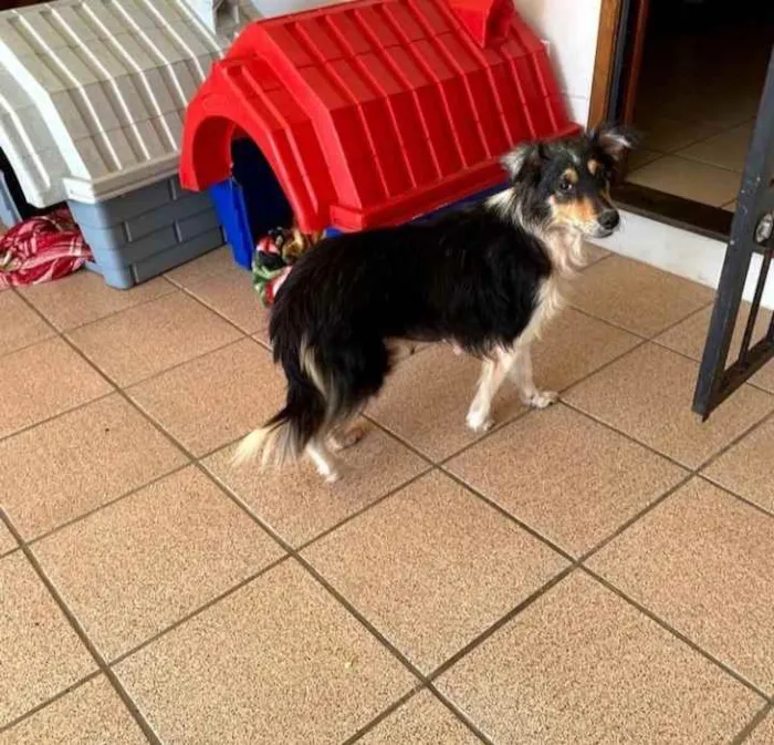 Cachorro ra a SRD idade 3 anos nome Cora