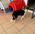 Cora