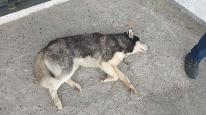 Cachorro ra a Husky Siberiano  idade 2 anos nome Horeste