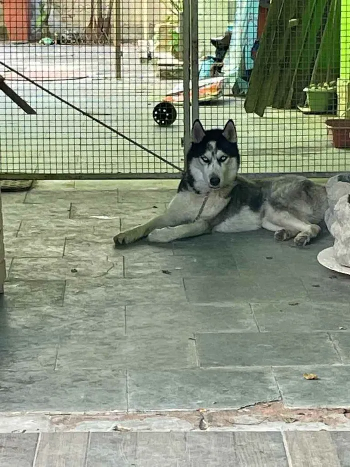 Cachorro ra a Husky Siberiano  idade 2 anos nome Horeste