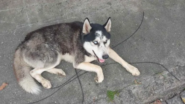 Cachorro ra a Husky Siberiano  idade 2 anos nome Horeste