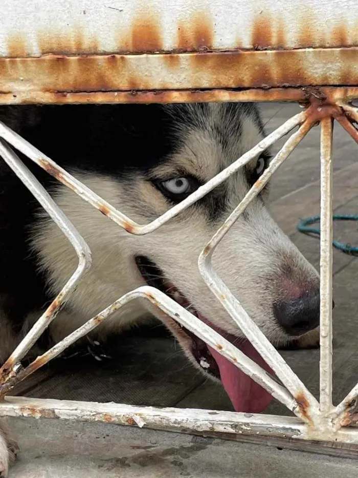 Cachorro ra a Husky Siberiano  idade 2 anos nome Horeste