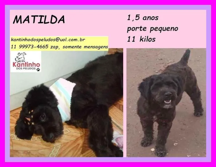 Cachorro raça SRD idade 1 ano nome Matilda