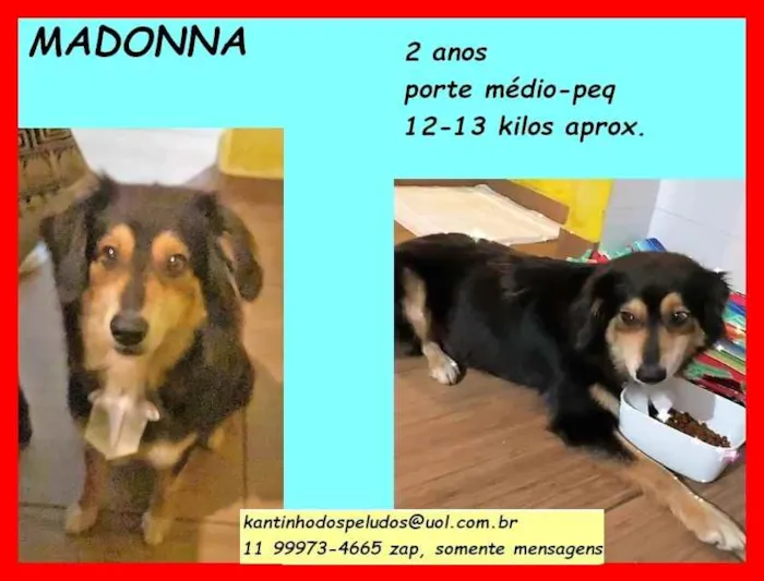 Cachorro raça SRD idade 2 anos nome Madonna