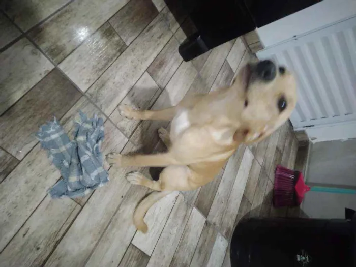 Cachorro raça Sem raça definida idade 2 a 6 meses nome Evelynn