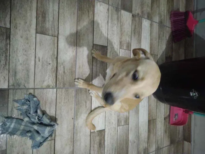 Cachorro raça Sem raça definida idade 2 a 6 meses nome Evelynn